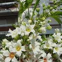 Xanthoceras sorbifolia fleur (2)